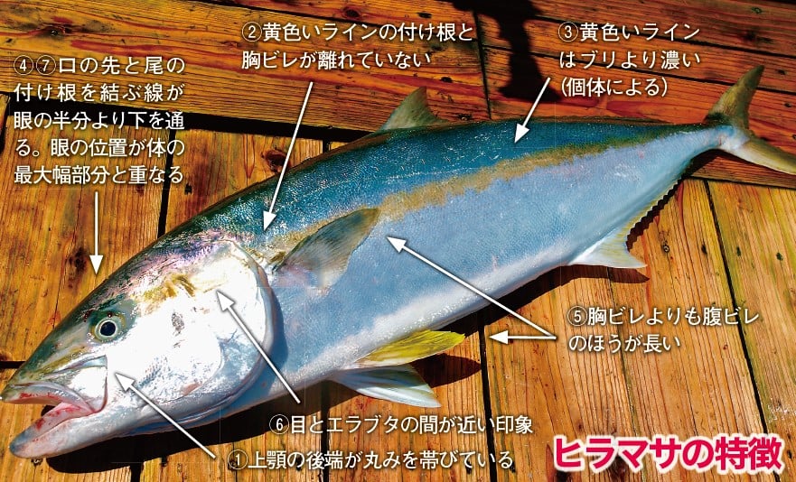 写真解説】ヒラマサとブリ、カンパチの違いとは？【見分け方】 | つり